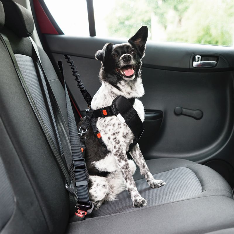 Scallywags Dog Seatbelt Car Harness