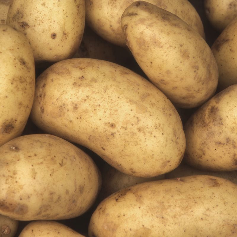 Taylors Robust Charlotte Second Early Seed Potatoes 2Kg