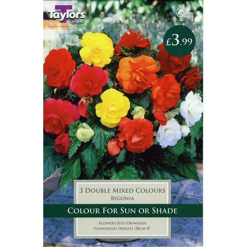 Taylors Begonia Double Mixed Colours 3 Bulbs