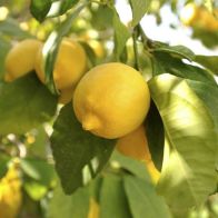 See more information about the Citrus Lemon Tree 6.5L Planter & Citrus feed - Single Tree