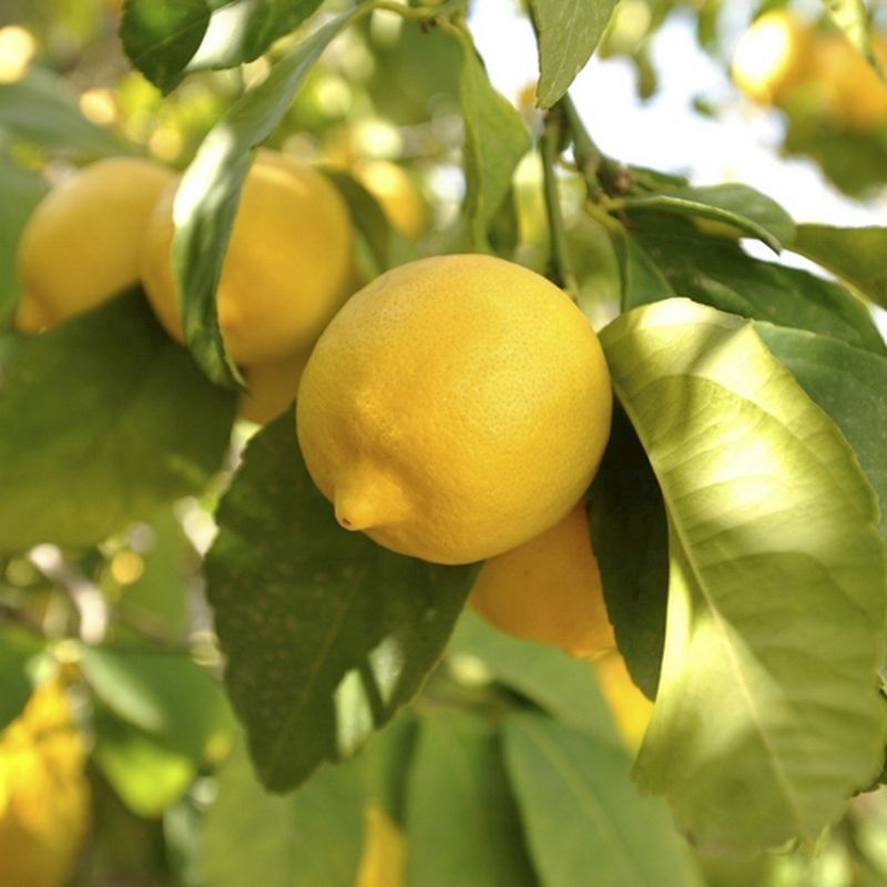 Citrus Lemon Tree 6.5L Planter & Citrus feed - Single Tree