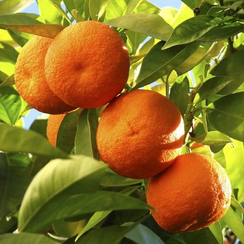 Citrus Orange Tree 6.5L Planter & Citrus feed - Single Tree