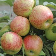 See more information about the Braeburn' Apple Tree - Single Multi-Branched Tree