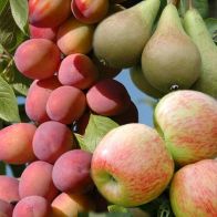 See more information about the Mini Orchard Fruit Tree Collection - Multi-Branched Bare Root Trees