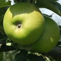 See more information about the Bramley' Apple tree - Single Multi-Branched Tree