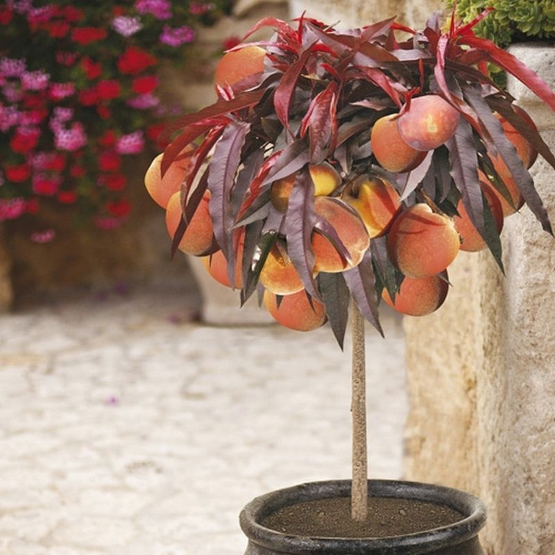Red-Leaved Patio Peach 'Crimson Bonfire' - Single Twin Grafted Bare Root Tree