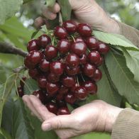 See more information about the Cherry Tree 'Stella' - Single Established Tree