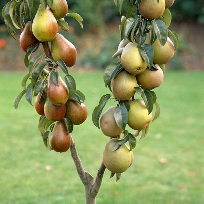 Duo Fruit Tree - Pear Conference & Concorde - Single Bare-Root Duo Fruit Tree