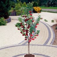 See more information about the Duo Fruit tree - Cherry Stella & Sunburst - Single Bare-Root Duo Fruit Tree