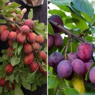See more information about the Duo Plum Fruit Tree - Single Bare-Root Duo Fruit Tree
