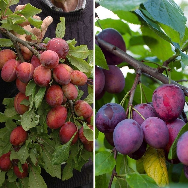 Fruit trees uk delivery