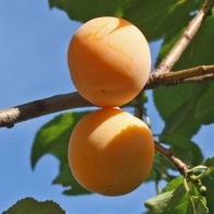 See more information about the Plum 'Mirabelle de Nancy' - Single Tree