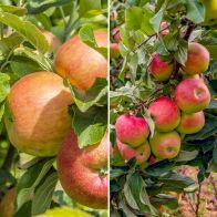 See more information about the Duo Fruit Tree Apple 'Elstar' and 'James Grieve'