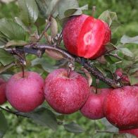 See more information about the Premium Apple Tree 'Tickled Pink' - Single Established Tree