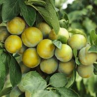 See more information about the Plum Ontario 5L - Single Established Plant