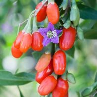 See more information about the Goji Berry 'Instant Success' - Single Established Plant