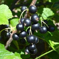 See more information about the Blackcurrant 'Titania' - Single Established Plant