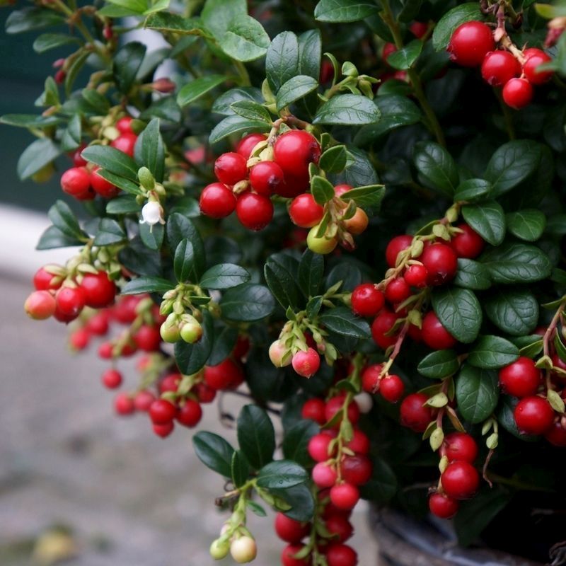 Lingonberry Vaccinium Vitis-Idaea 'Miss Cherry' - Single Established Plant