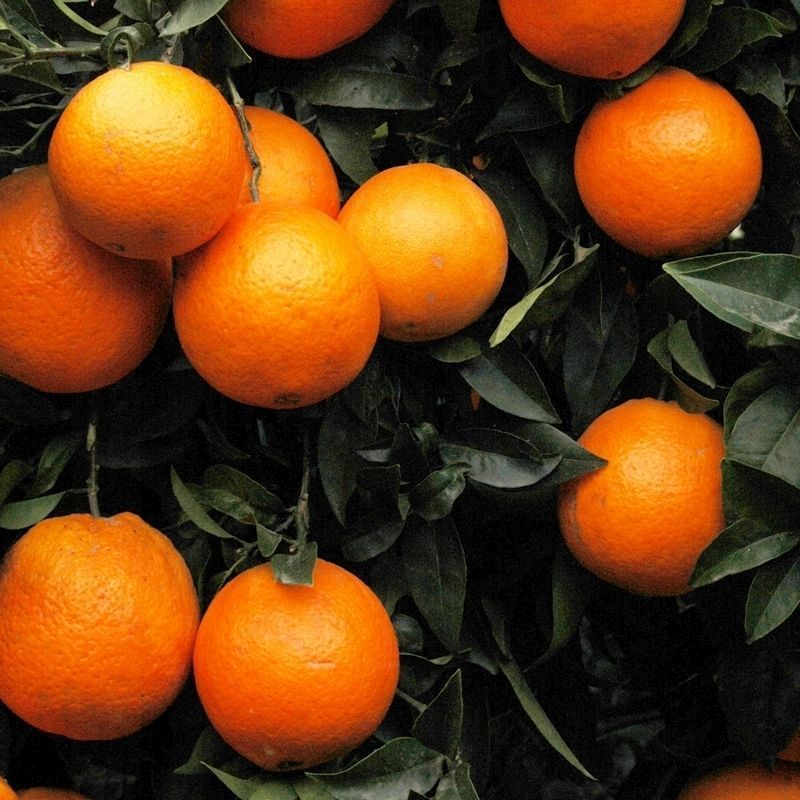 Orange Blood Citrus 6L - Single Fully Mature Tree