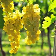 See more information about the Table Grape White 3L Potted - Single White Table Grape