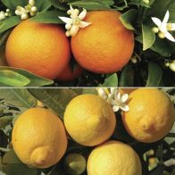 See more information about the Orange and Lemon Tree Collection - 2x Plants