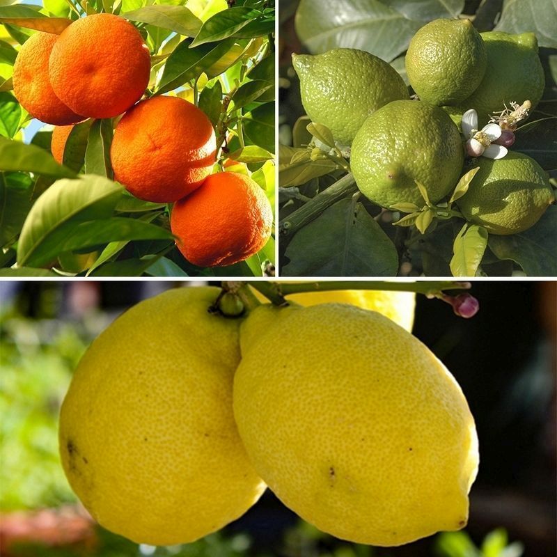 Citrus Grove Collection, Orange, Lemon and Lime - 3x Plants