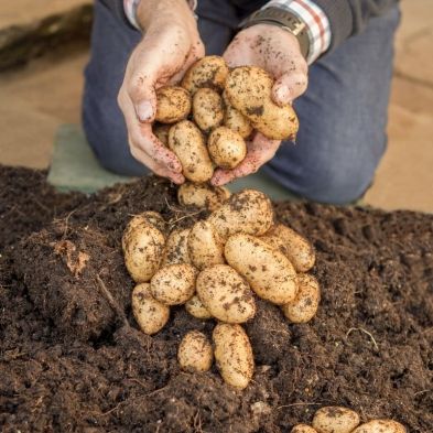 See more information about the Complete Patio Potato Growing Kit
