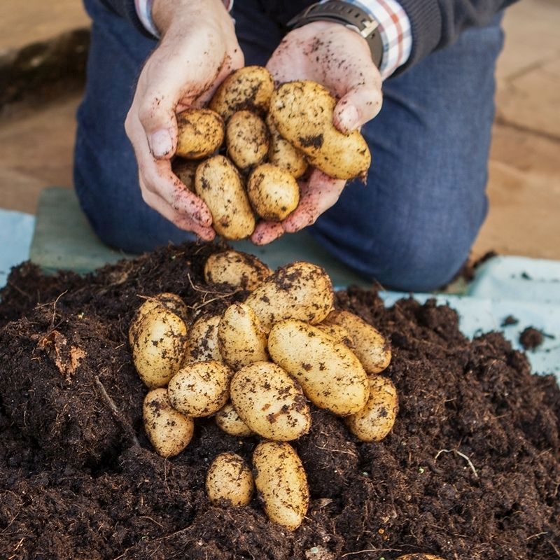 Complete 'Second Cropping' Potato Growing Kit