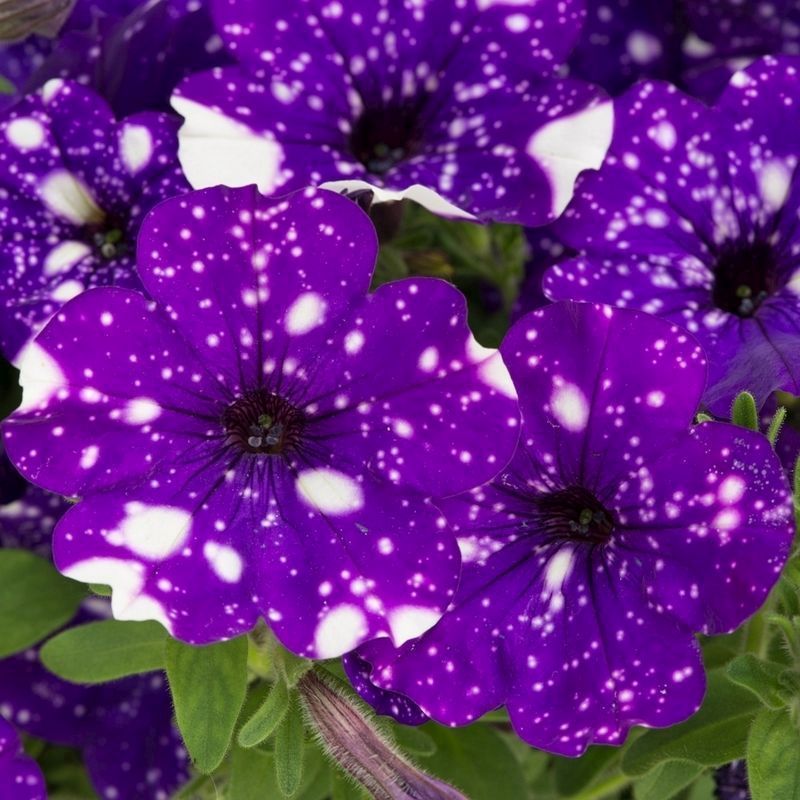 Petunia 'Purple Joy' - 12x Jumbo Plug Plants