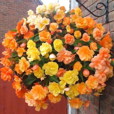 See more information about the Trailing Begonia 'Illumination Apricot Shades' - 20x Garden Ready Plants