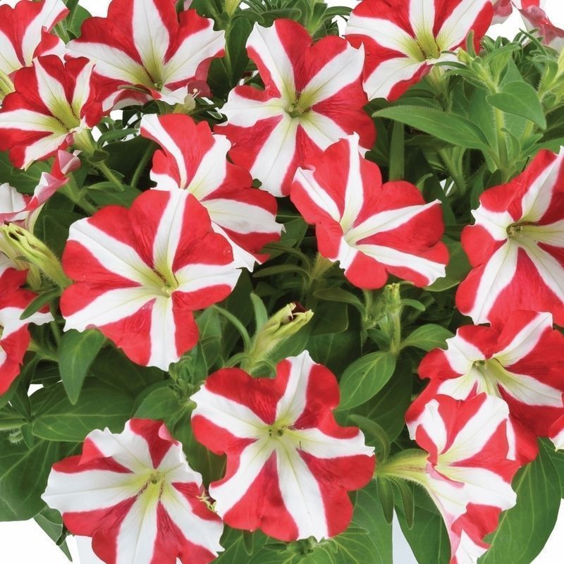 Petunia 'Amore King of Hearts' - 12x Jumbo Plug Plants