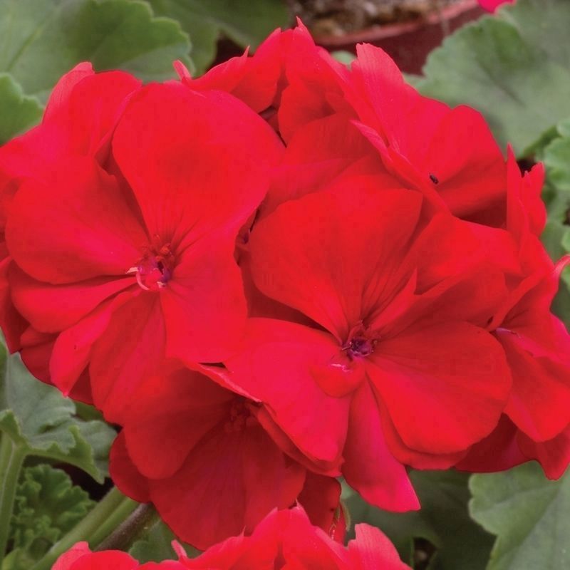 Geranium 'Ultimate Red' - 20x Garden Ready Plants