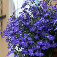 See more information about the Lobelia 'Crystal Palace Blue' - 20x Garden Ready Plants