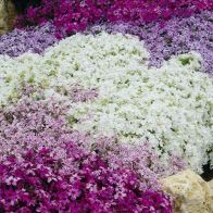 See more information about the Carpet Phlox Collection - 12x Jumbo Plugs