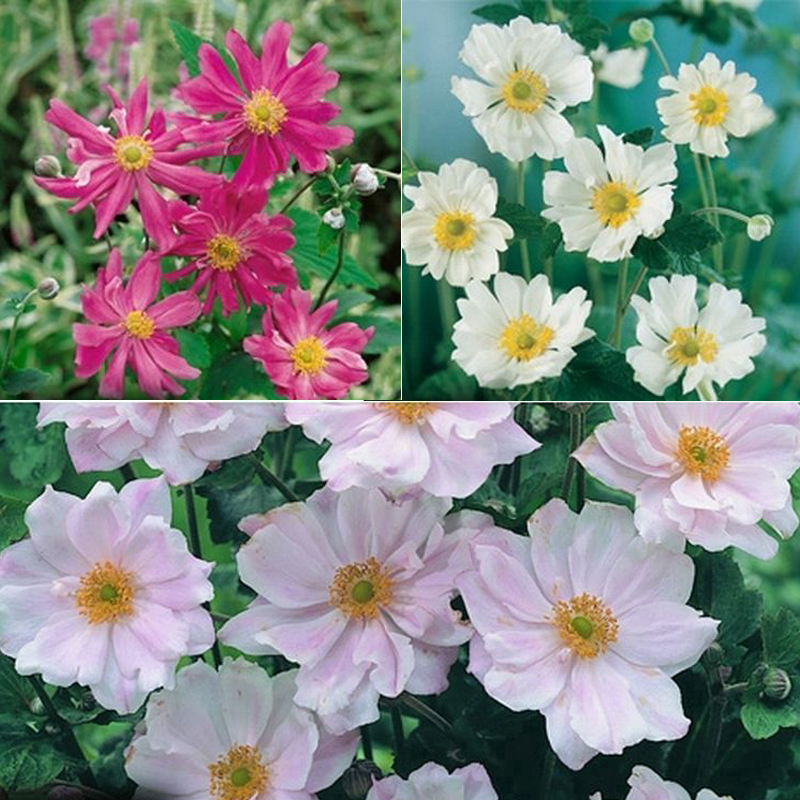 Hardy Japanese Anemone Collection - 3x Potted Plants