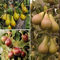 See more information about the Three Variety Family Pear Tree