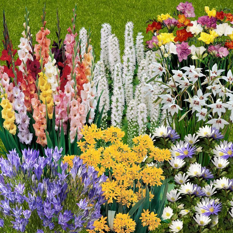 The Complete Summer Flowering Bulb Collection