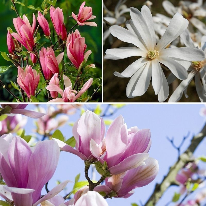 Fragrant Magnolia Collection - Single Established Plant