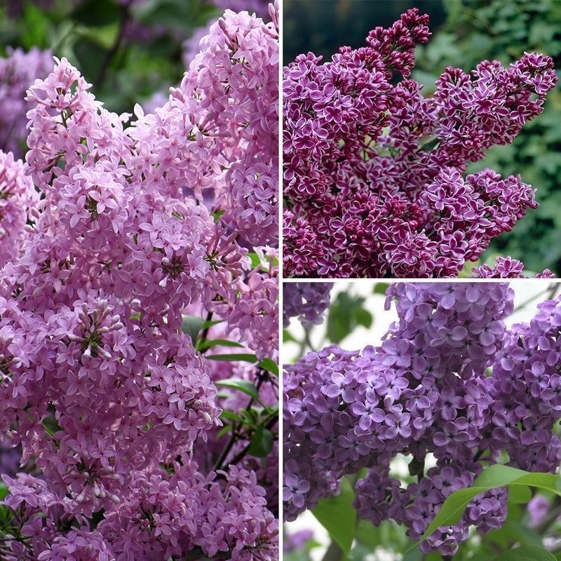 Fragrant French Lilac Collection - 3x Established Plants