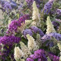 See more information about the Tricolour Buddleia Butterfly Bush