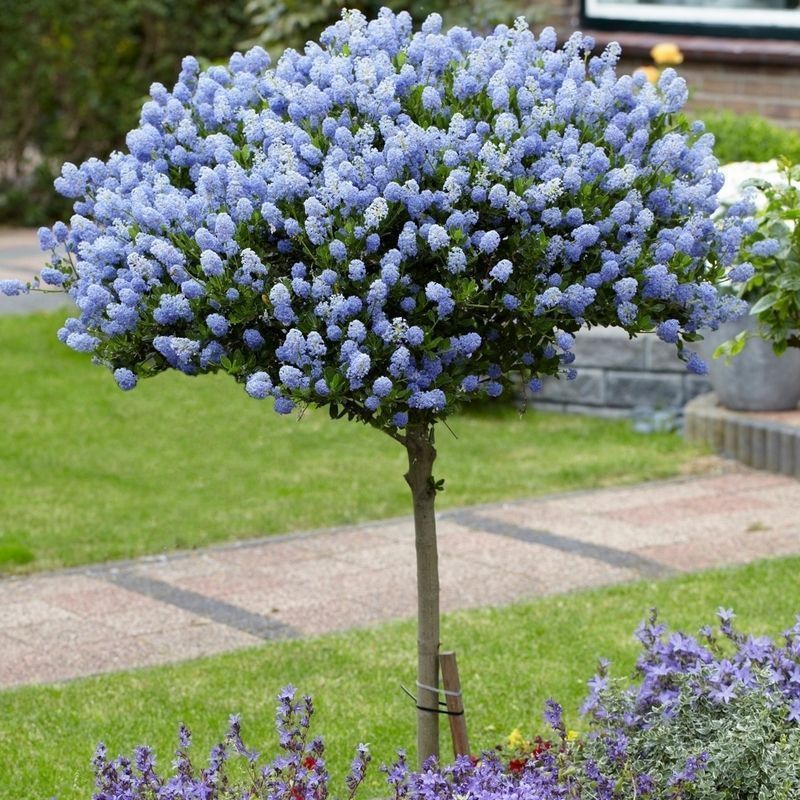 Hardy Ceanothus Standard Californian Lilac
