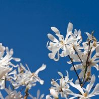 See more information about the Magnolia Stellata Standard
