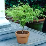 See more information about the Acer Palmatum 'Dissectum'