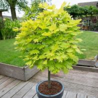 See more information about the Acer Shirasawanum 'Jordan' - Single Potted Plant