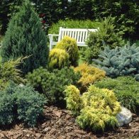 See more information about the Evergreen Hardy Dwarf Conifer Collection - 6x Different Varieties