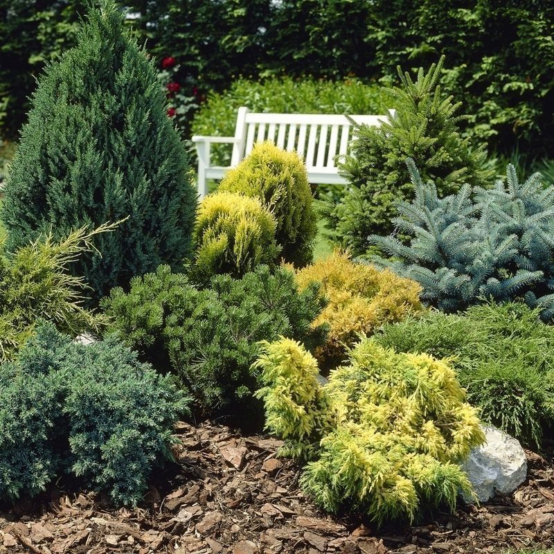 Evergreen Hardy Dwarf Conifer Collection - 6x Different Varieties