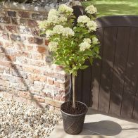 See more information about the Hydrangea Paniculata 'Little Lime' Standard