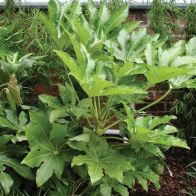 See more information about the Fatsia Japonica in a 2 Litre Pot