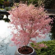See more information about the Acer Palmatum 'Taylor'