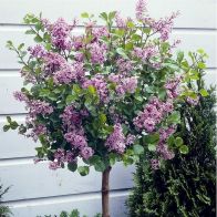 See more information about the Pair Of Lilac Syringa Palibin Standard